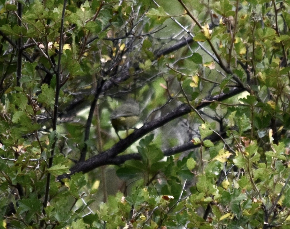 MacGillivray's Warbler - ML624107069