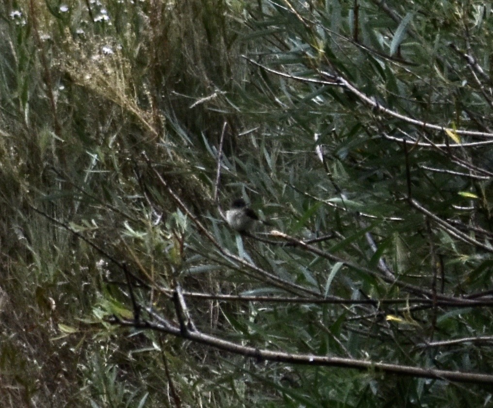 Black Phoebe (Northern) - ML624107072