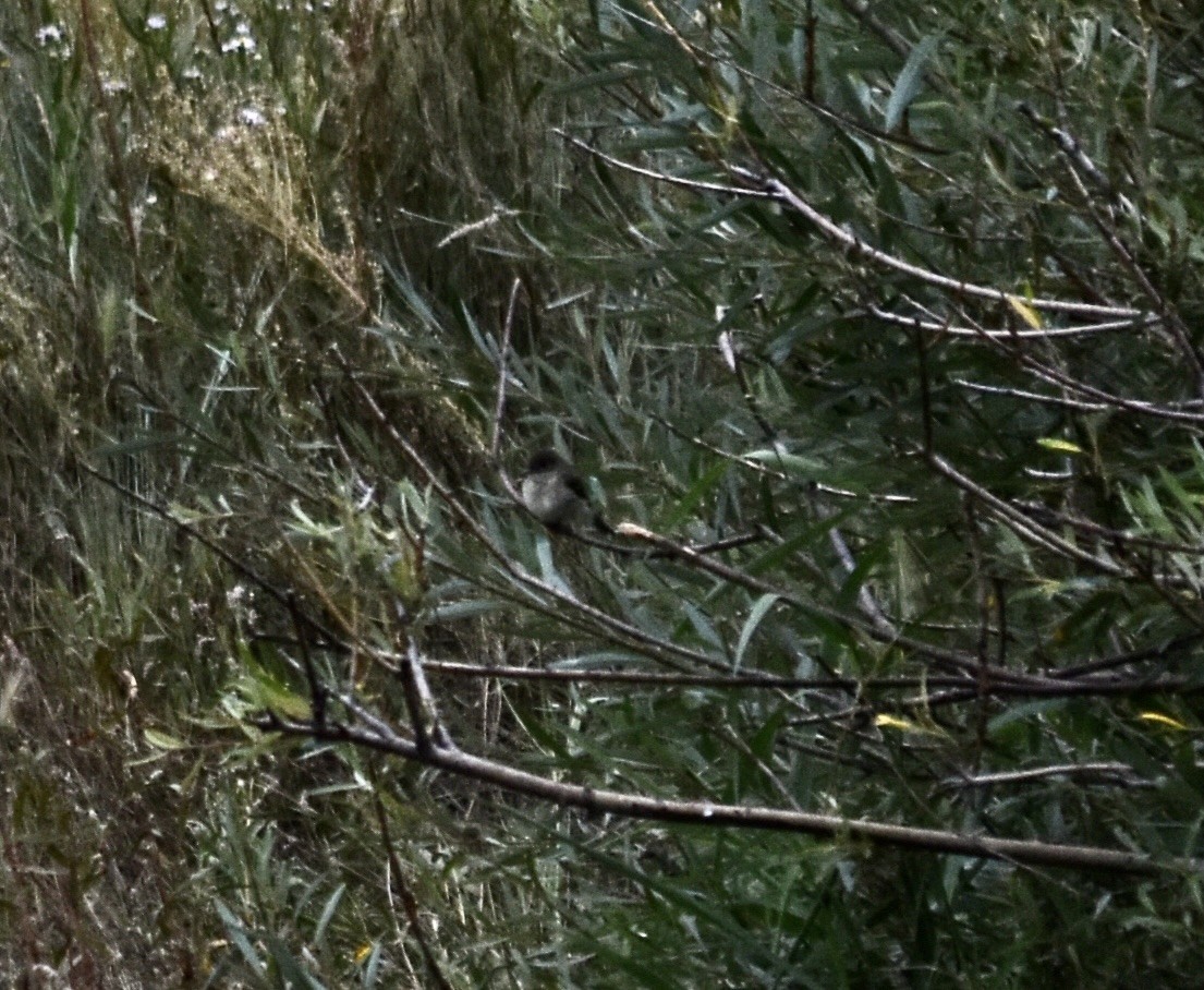 Black Phoebe (Northern) - ML624107073