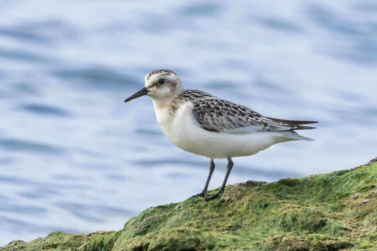 Sanderling - ML624107075