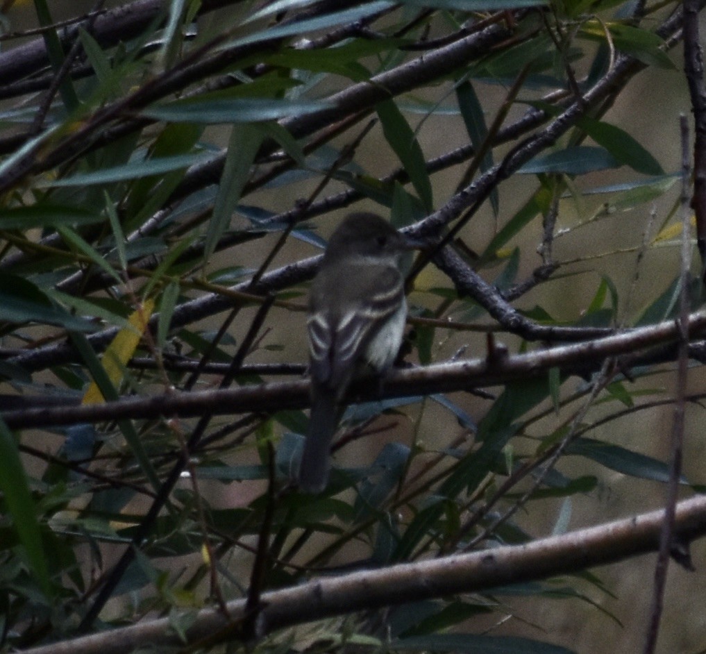 Black Phoebe (Northern) - ML624107084