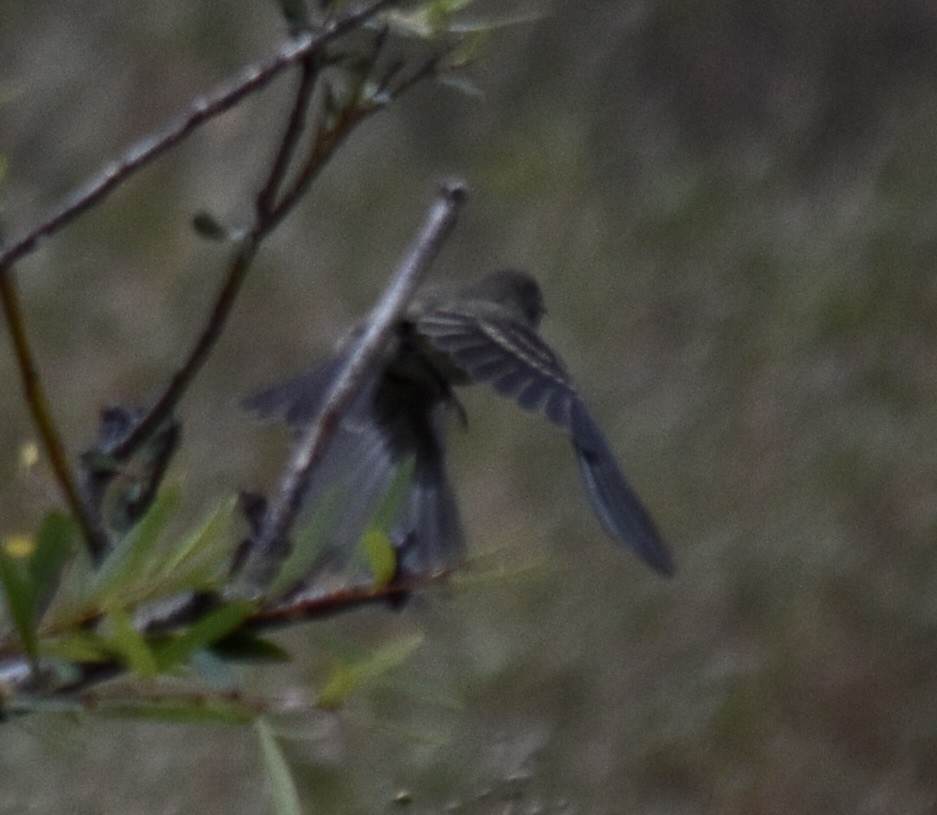 Black Phoebe (Northern) - ML624107087