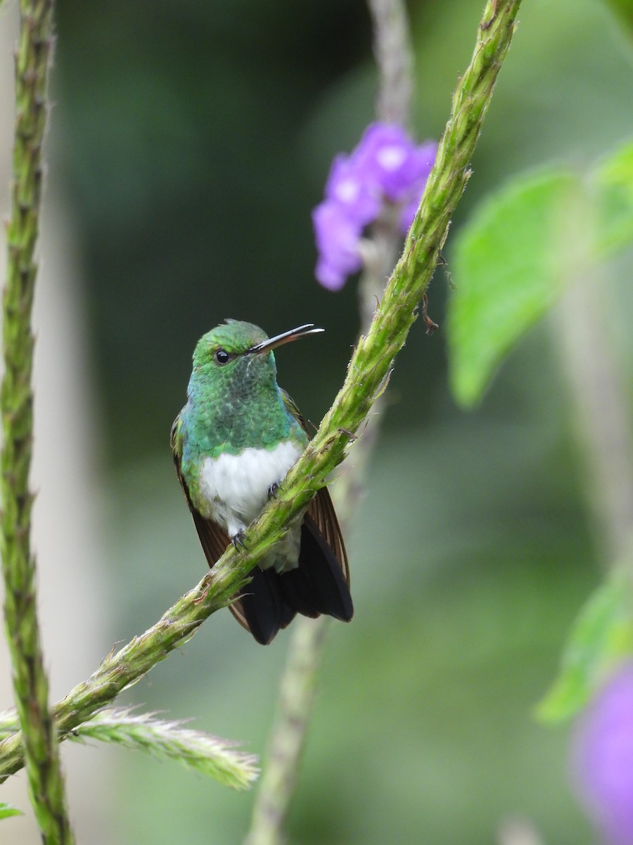 Snowy-bellied Hummingbird - ML624107088