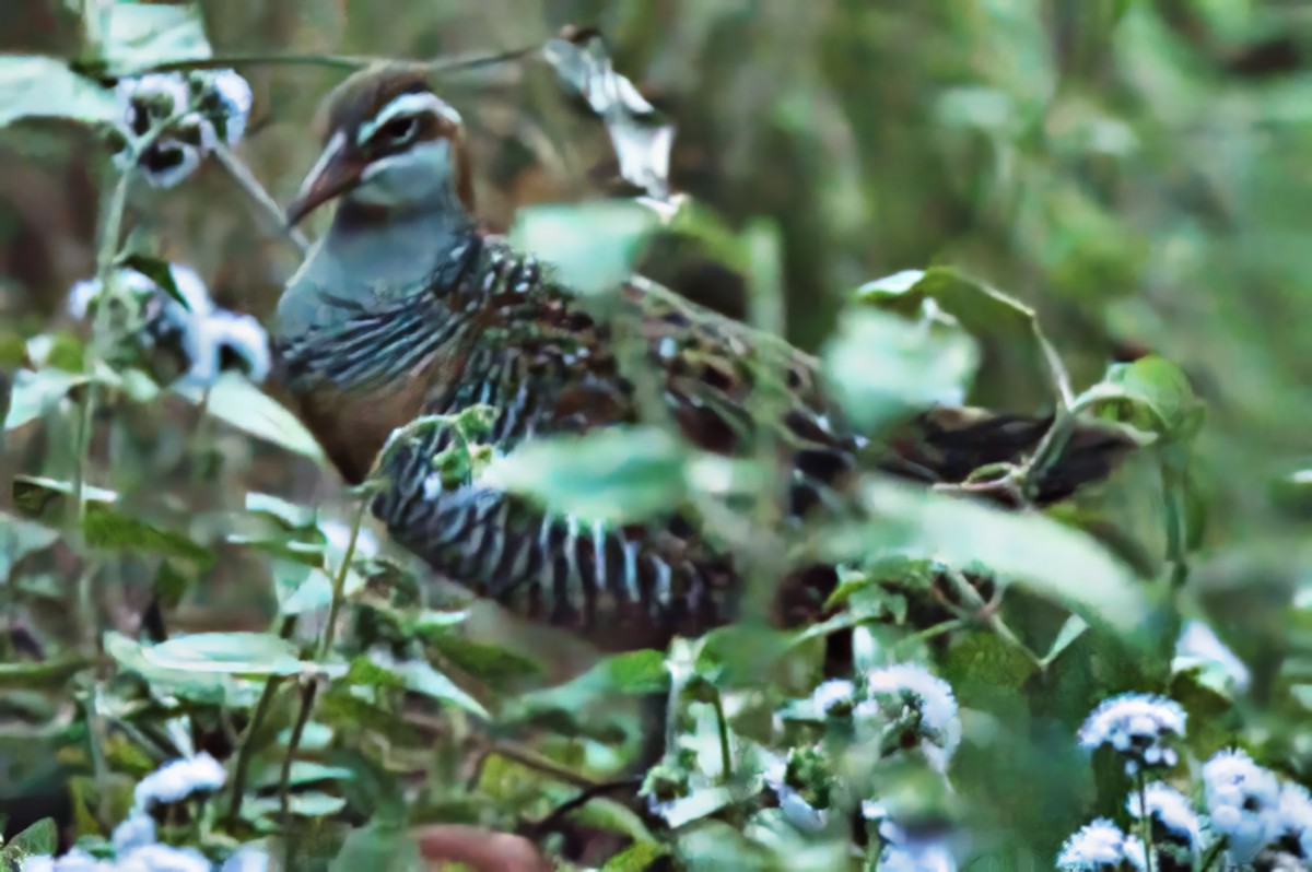 Buff-banded Rail - ML624107094