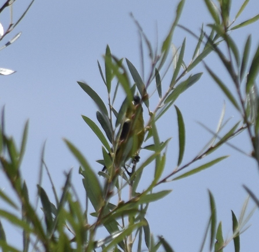 Lesser Goldfinch - ML624107098