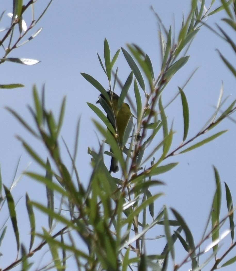 Lesser Goldfinch - ML624107099