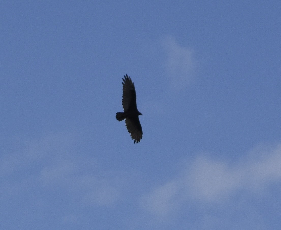 Turkey Vulture (Northern) - ML624107102