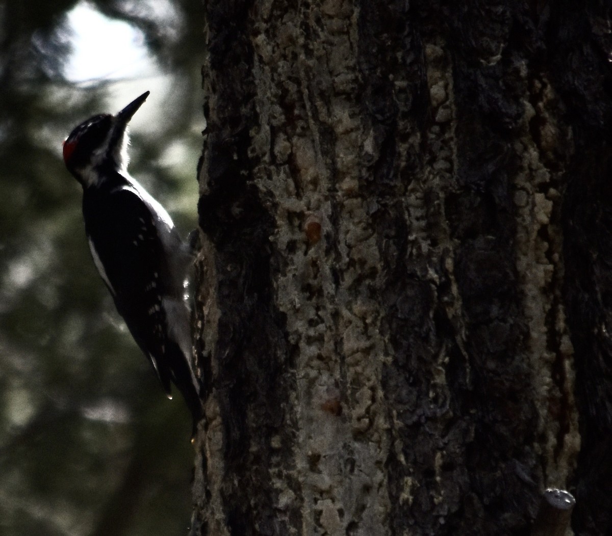 Hairy Woodpecker (Rocky Mts.) - ML624107110