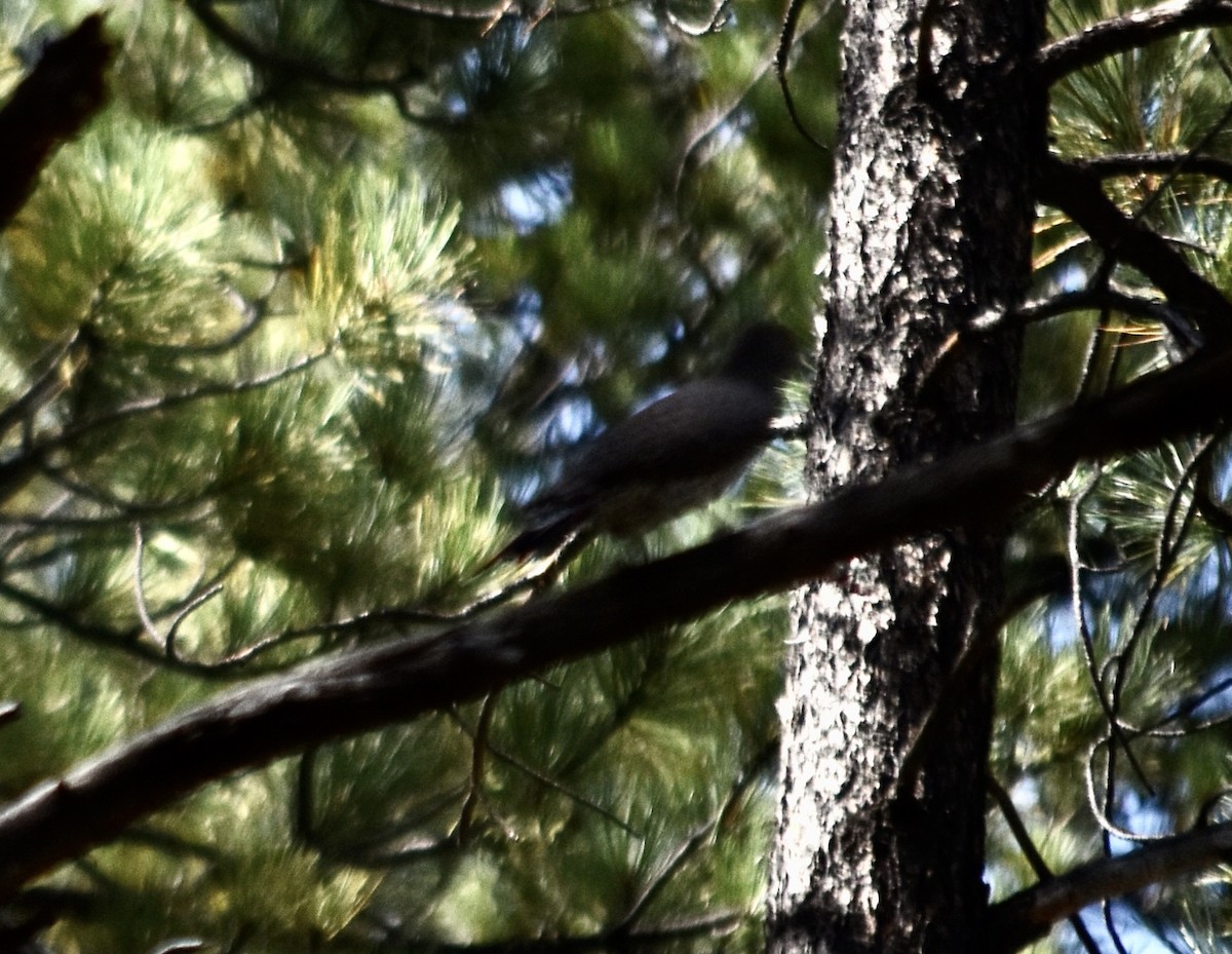 Northern Flicker (Red-shafted) - ML624107111