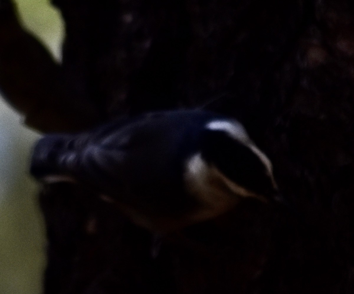 White-breasted Nuthatch (Interior West) - ML624107119