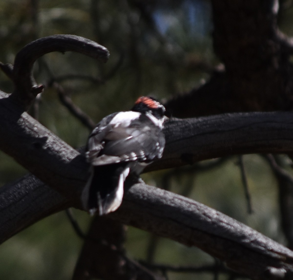 Hairy Woodpecker (Rocky Mts.) - ML624107124