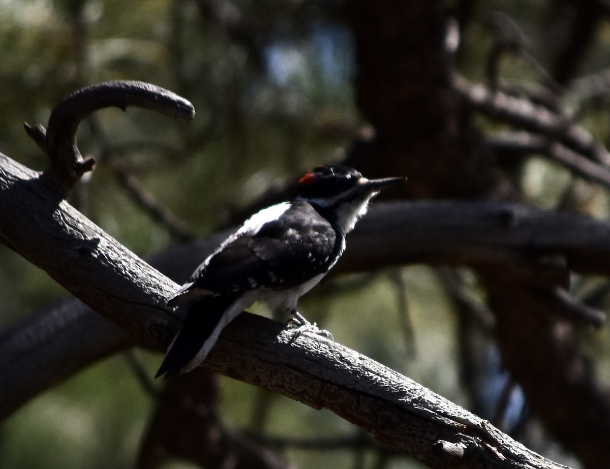 Hairy Woodpecker (Rocky Mts.) - ML624107125