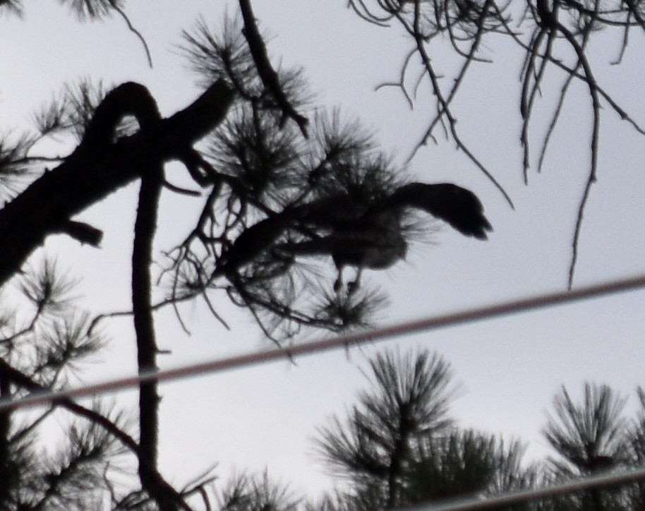 Red-tailed Hawk - ML624107132