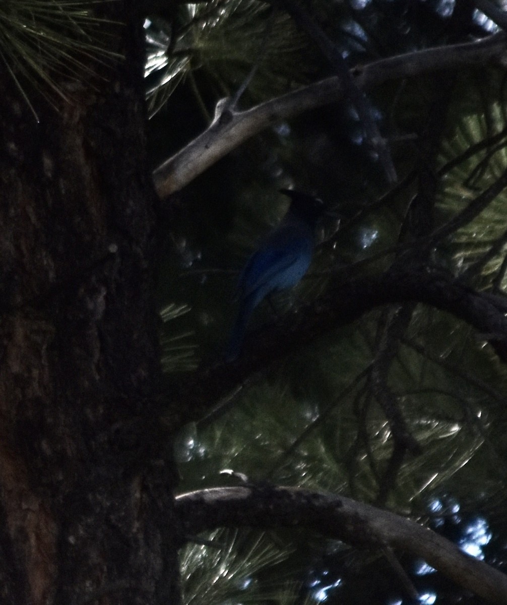 Steller's Jay (Southwest Interior) - ML624107136