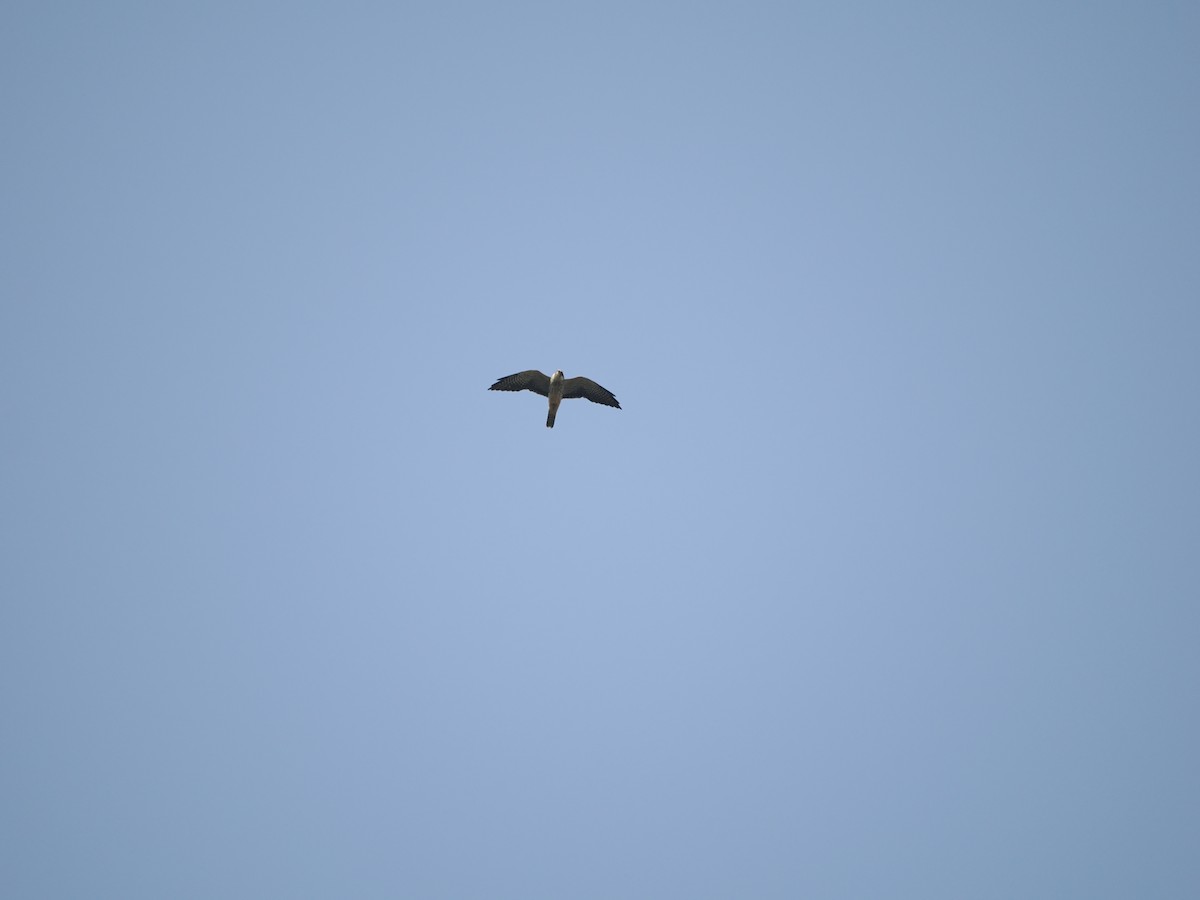 Amur Falcon - Yawei Zhang