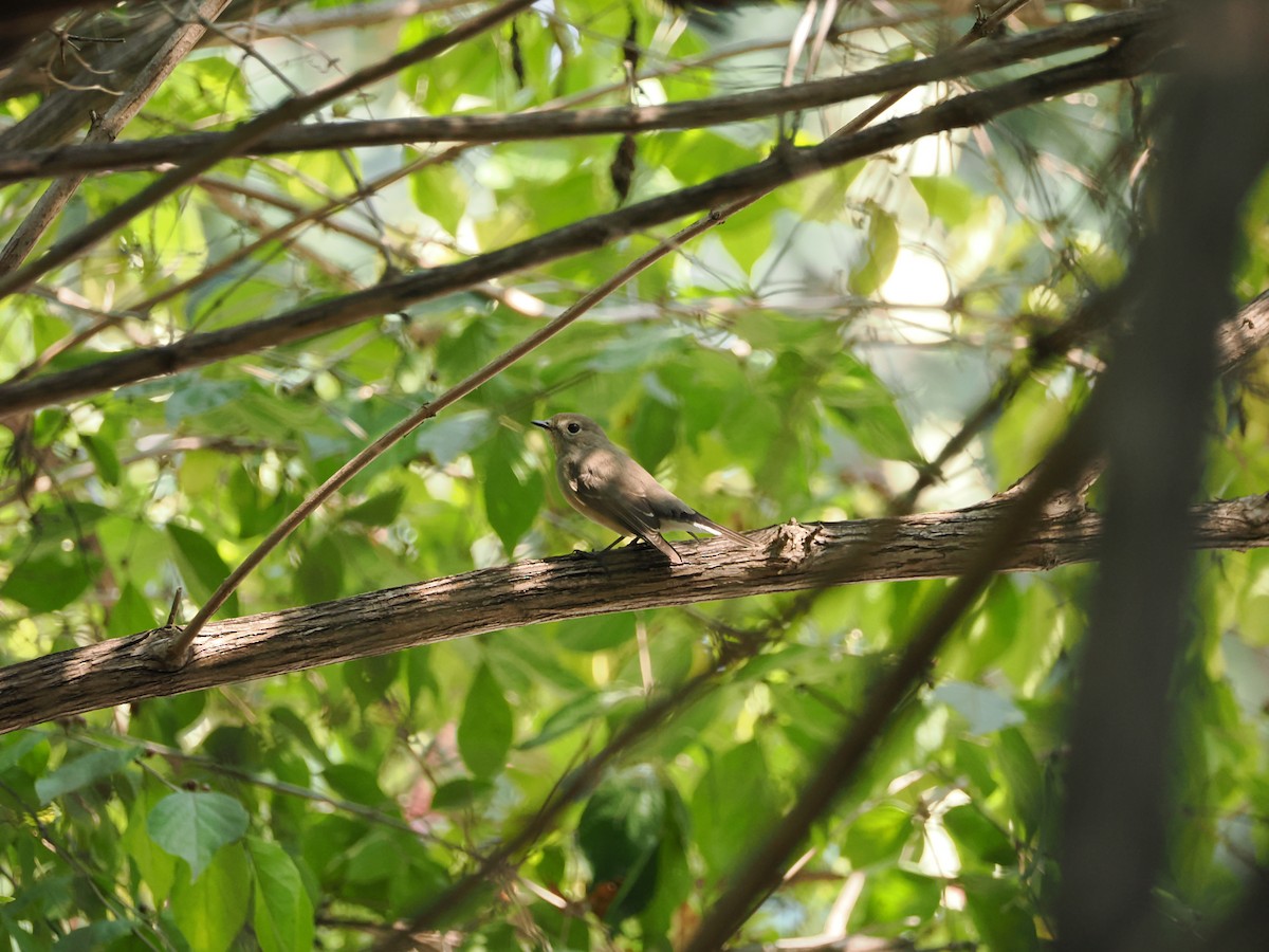 Taiga Flycatcher - ML624107153