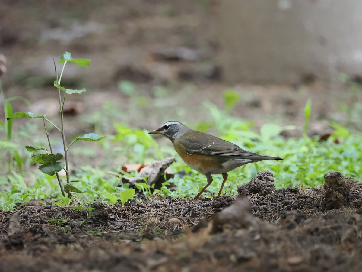 Eyebrowed Thrush - ML624107170