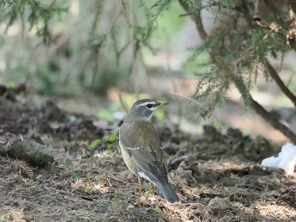 Eyebrowed Thrush - ML624107172