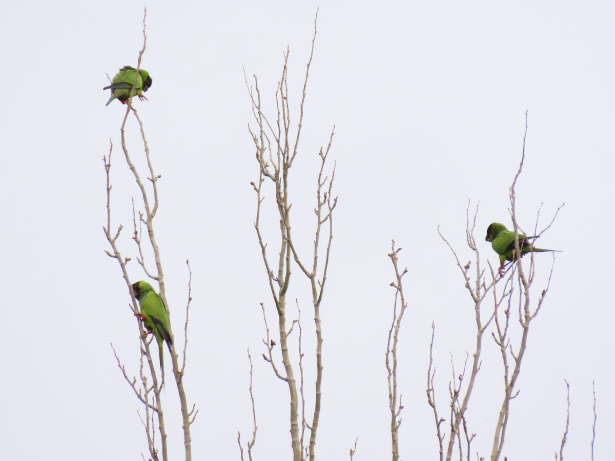 Nanday Parakeet - Daniel Arias-Cruzatty @urban_ornis