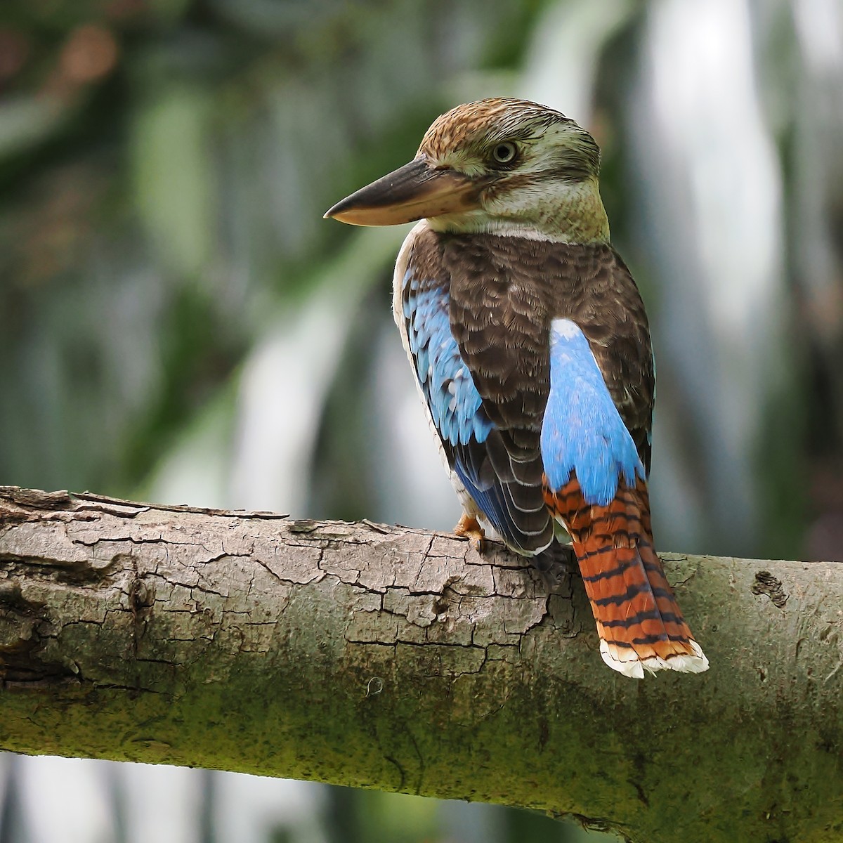 Blue-winged Kookaburra - ML624107226