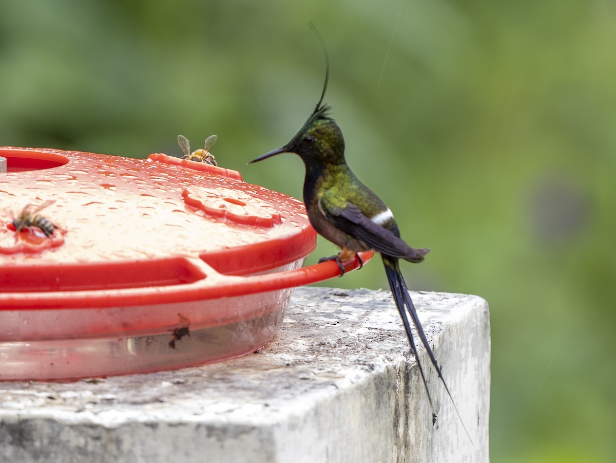 Wire-crested Thorntail - ML624107228