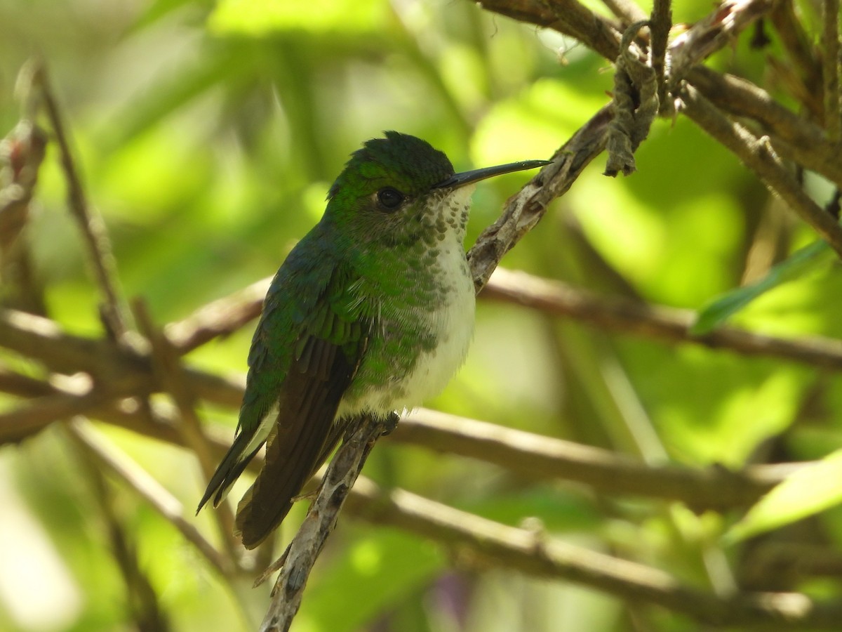 White-tailed Emerald - ML624107237