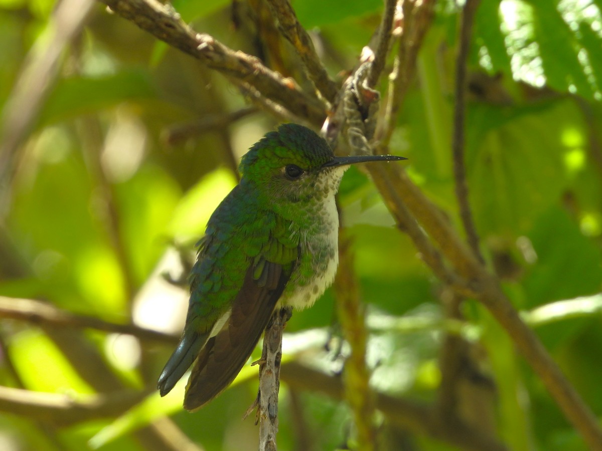 White-tailed Emerald - ML624107238