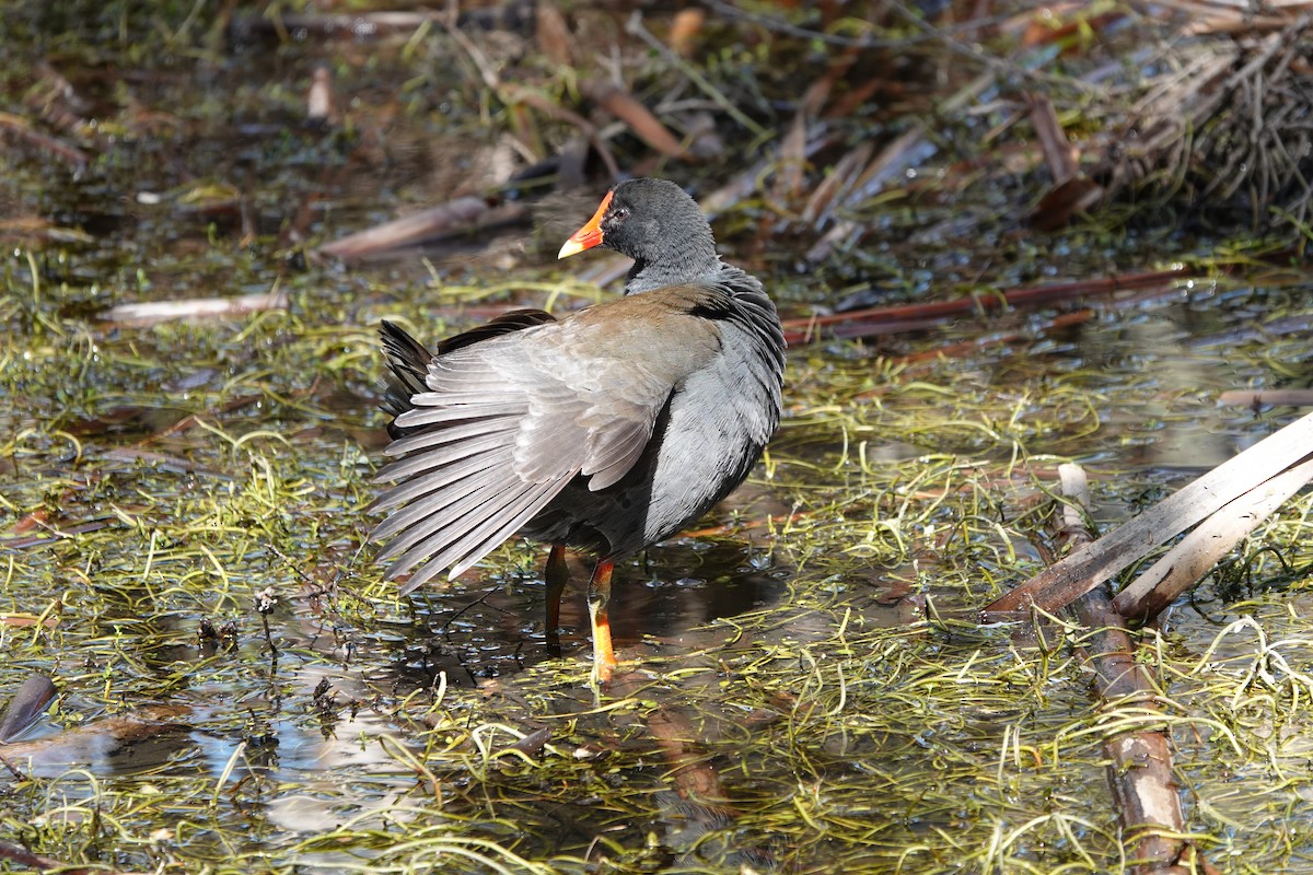 Dusky Moorhen - ML624107241