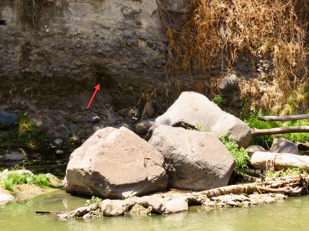 Black Phoebe (White-winged) - ML624107281