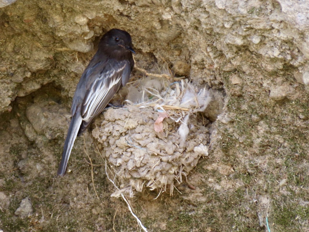 Black Phoebe (White-winged) - ML624107282