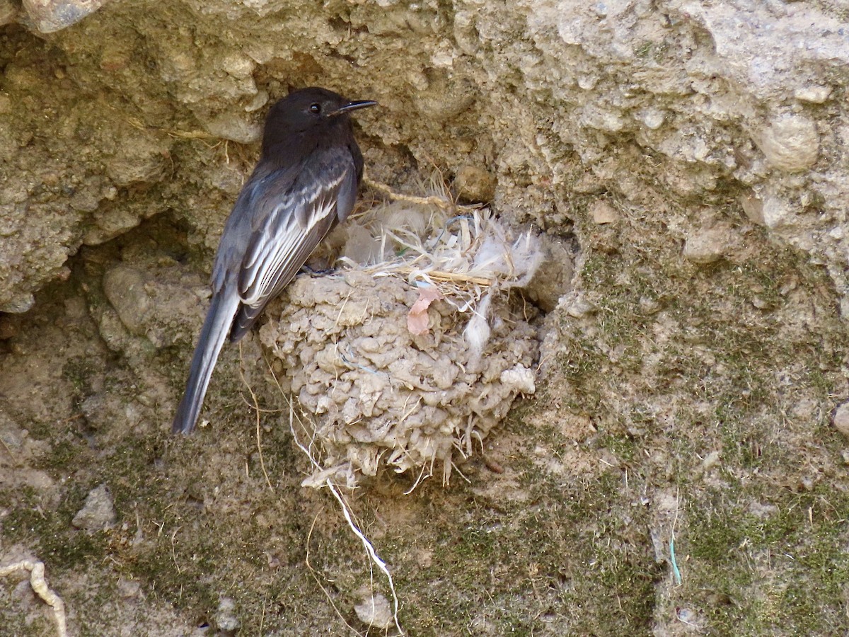 Black Phoebe (White-winged) - ML624107283