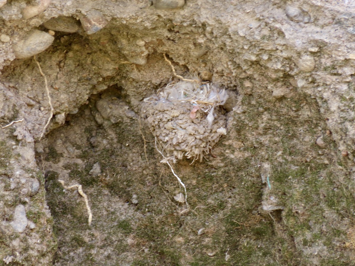 Mosquero Negro (latirostris/angustirostris) - ML624107284