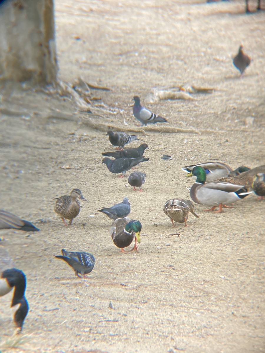 Rock Pigeon (Feral Pigeon) - ML624107289