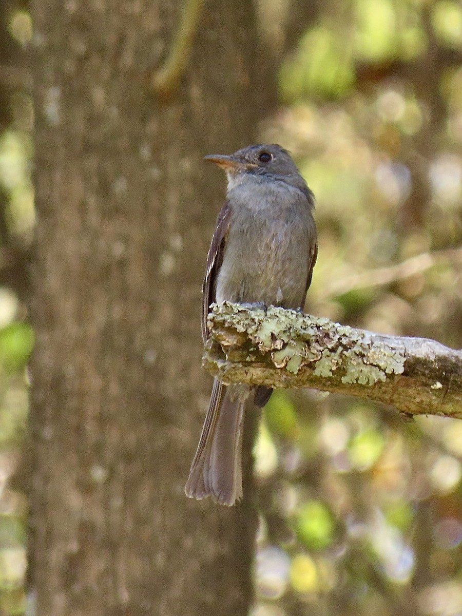 Smoke-colored Pewee - ML624107290