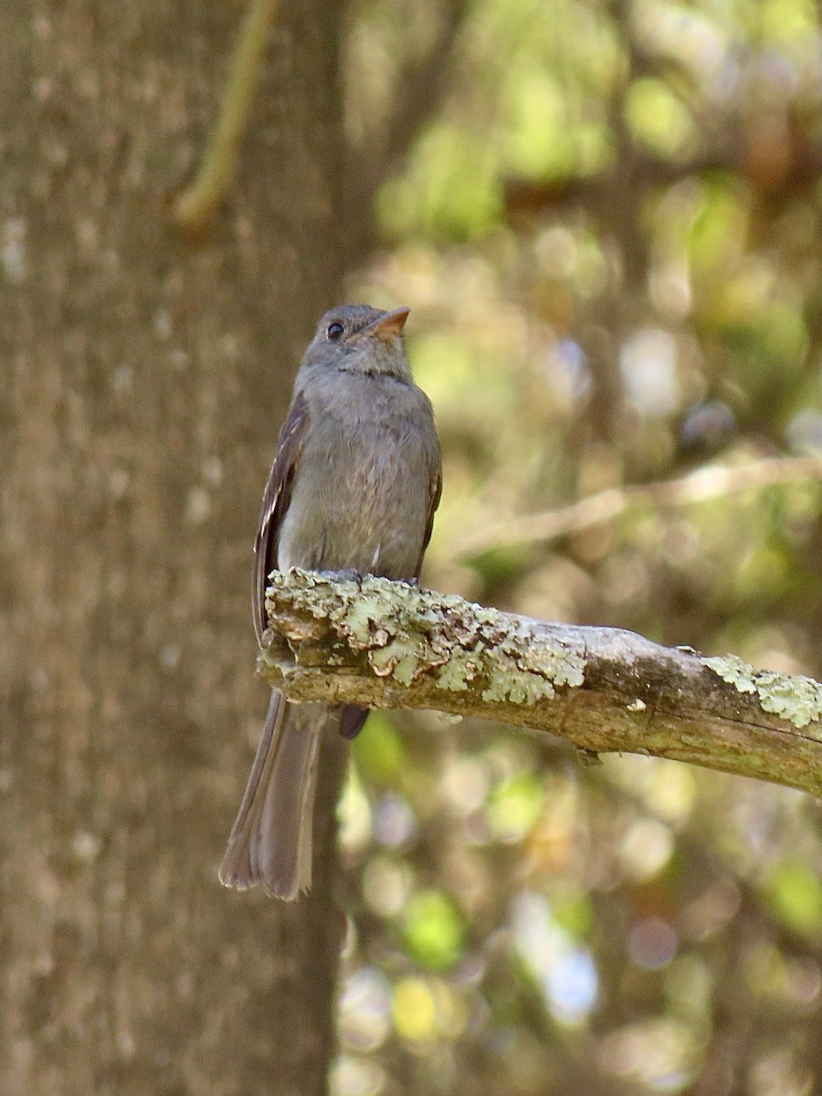 Smoke-colored Pewee - ML624107291