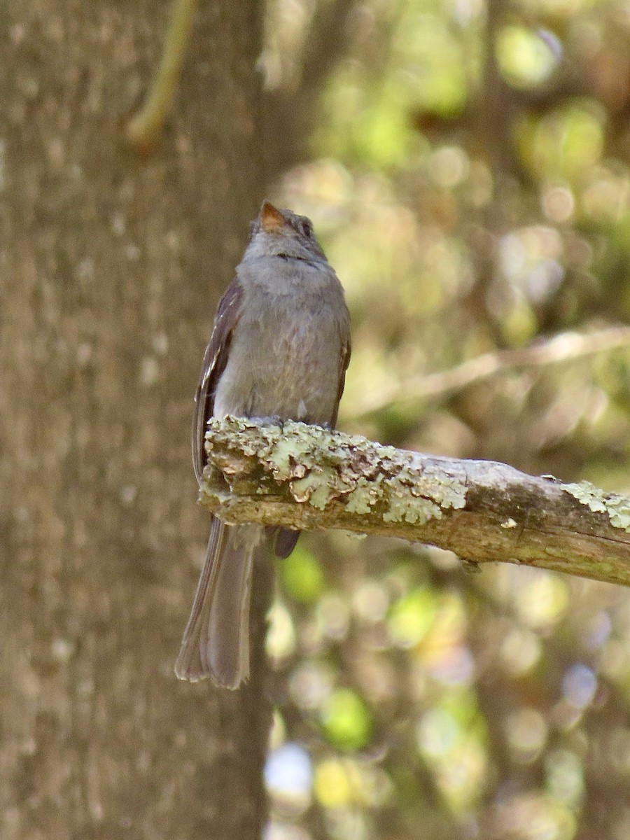 Smoke-colored Pewee - ML624107292