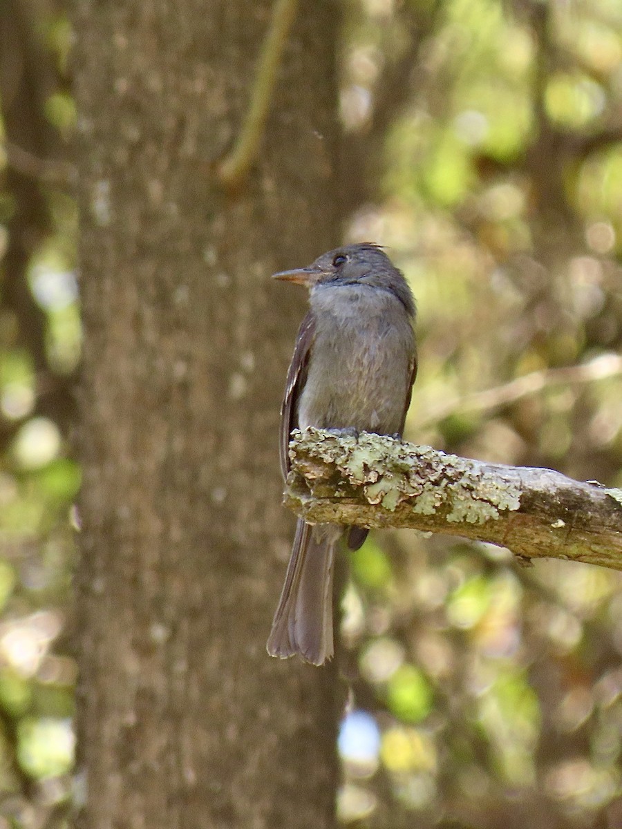 Smoke-colored Pewee - ML624107293