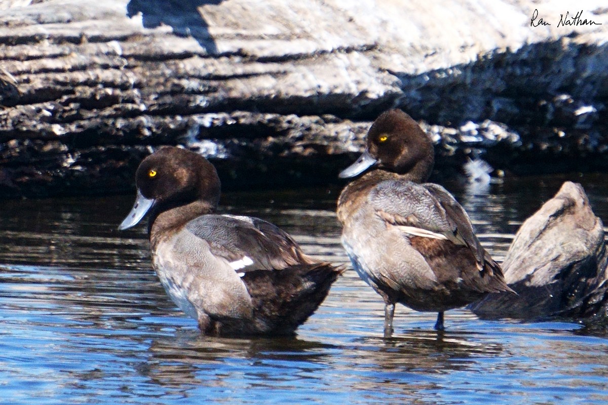 Lesser Scaup - ML624107302