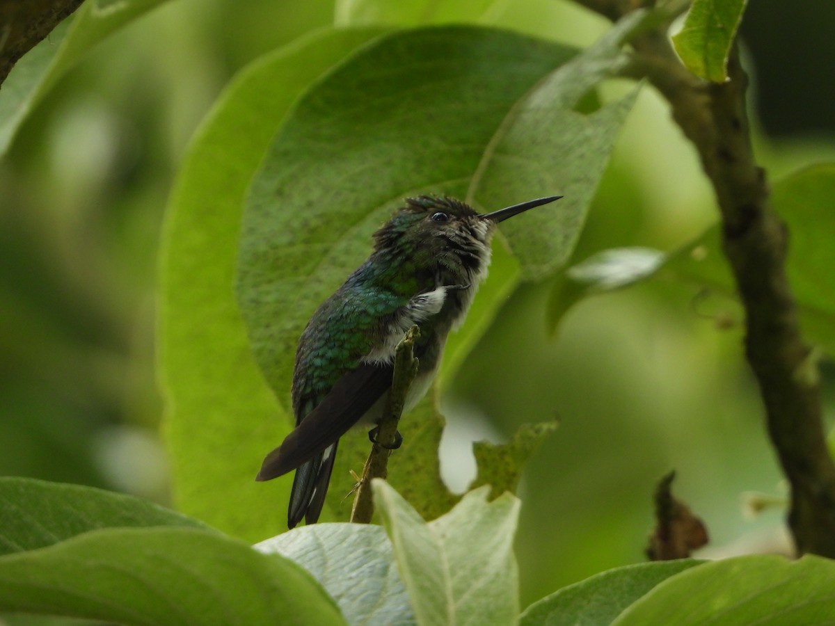 White-tailed Emerald - ML624107313