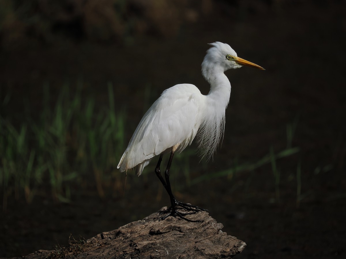 Plumed Egret - ML624107332