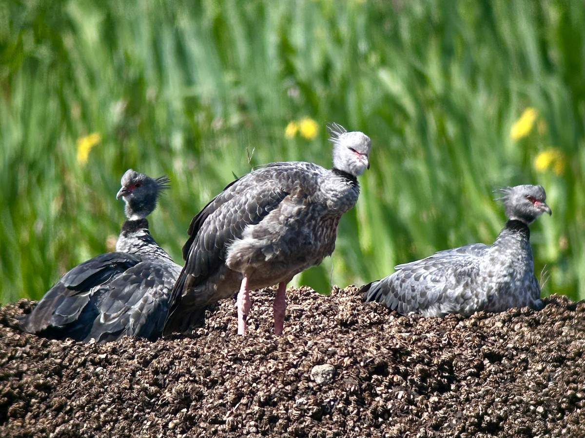 Southern Screamer - ML624107337