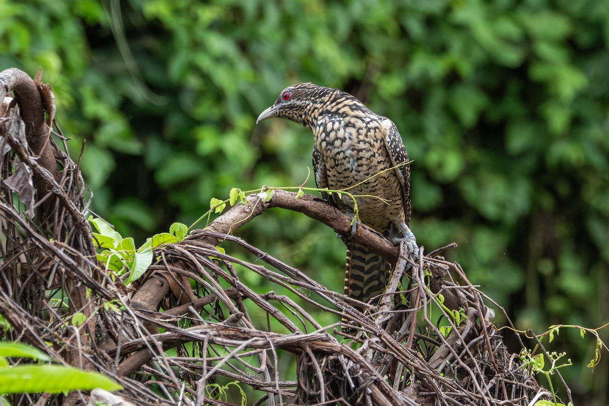 Asian Koel - ML624107340