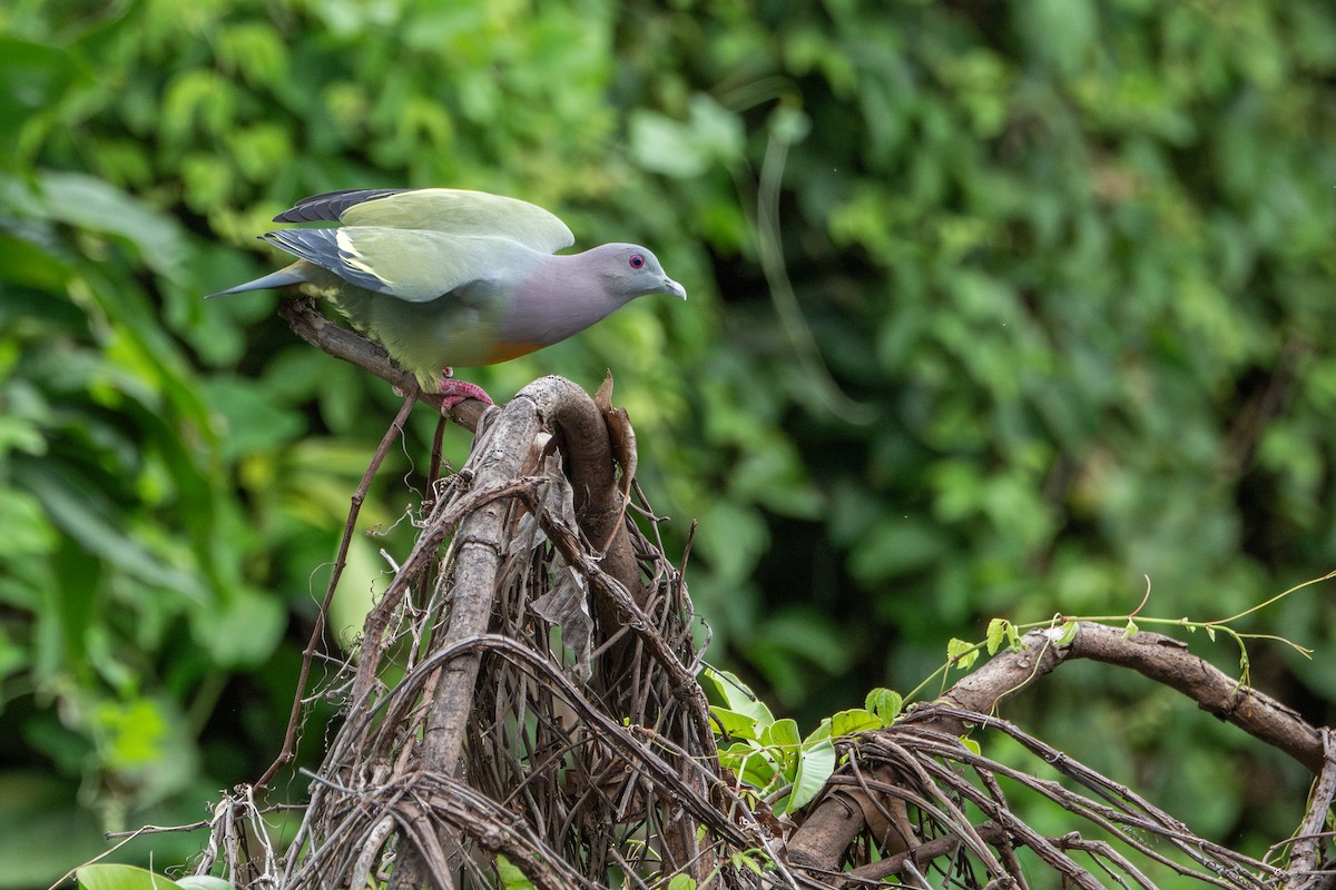 Pink-necked Green-Pigeon - Karnkaew Tribuddharatana