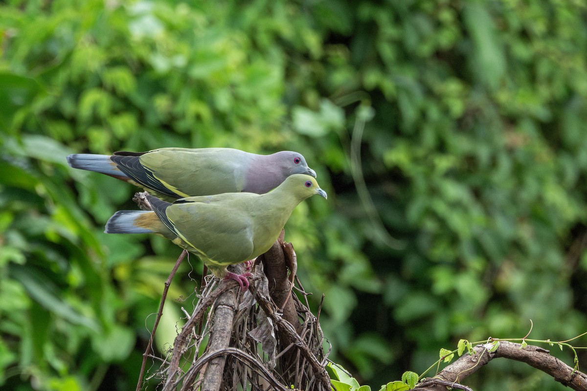 Pink-necked Green-Pigeon - Karnkaew Tribuddharatana