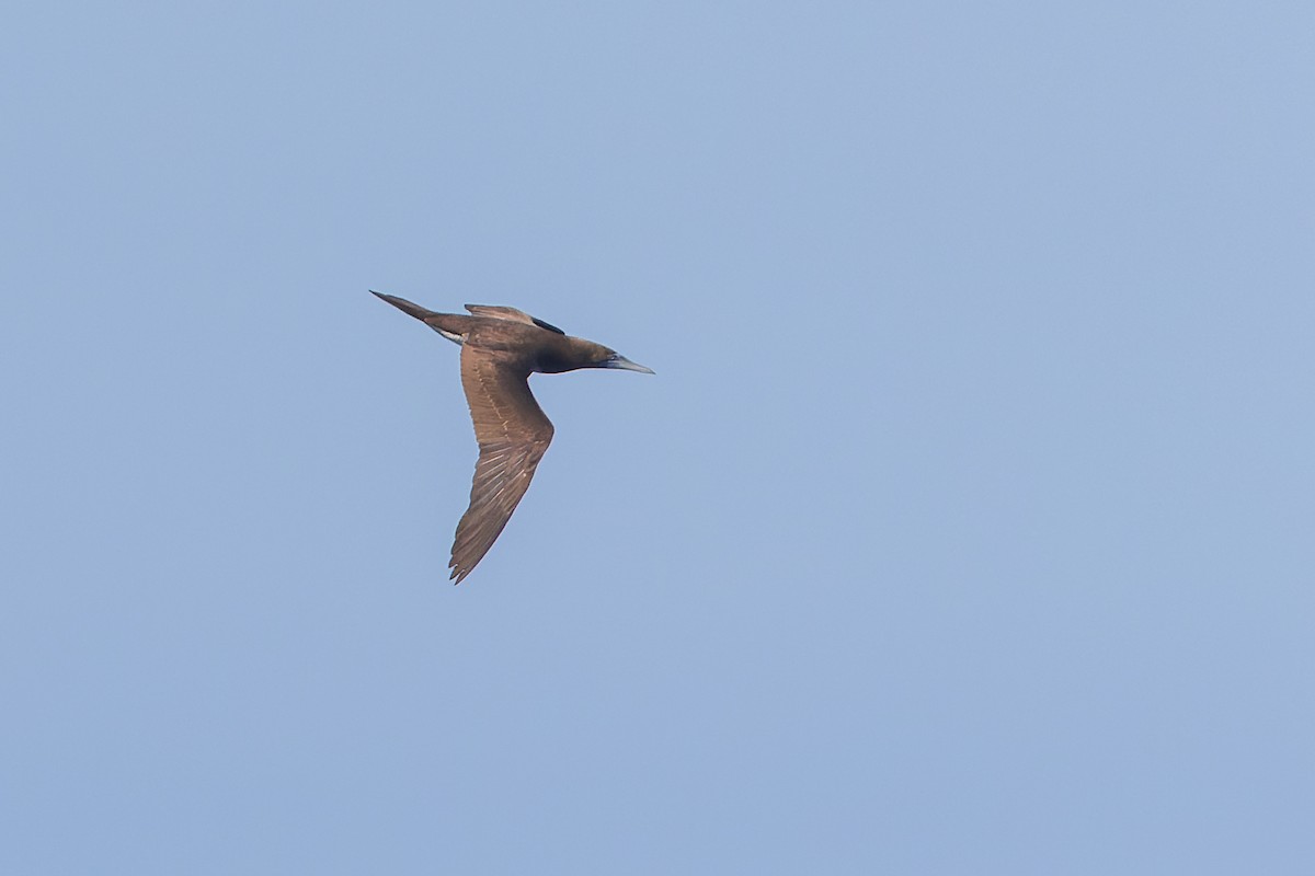 Brown Booby (Brewster's) - ML624107346