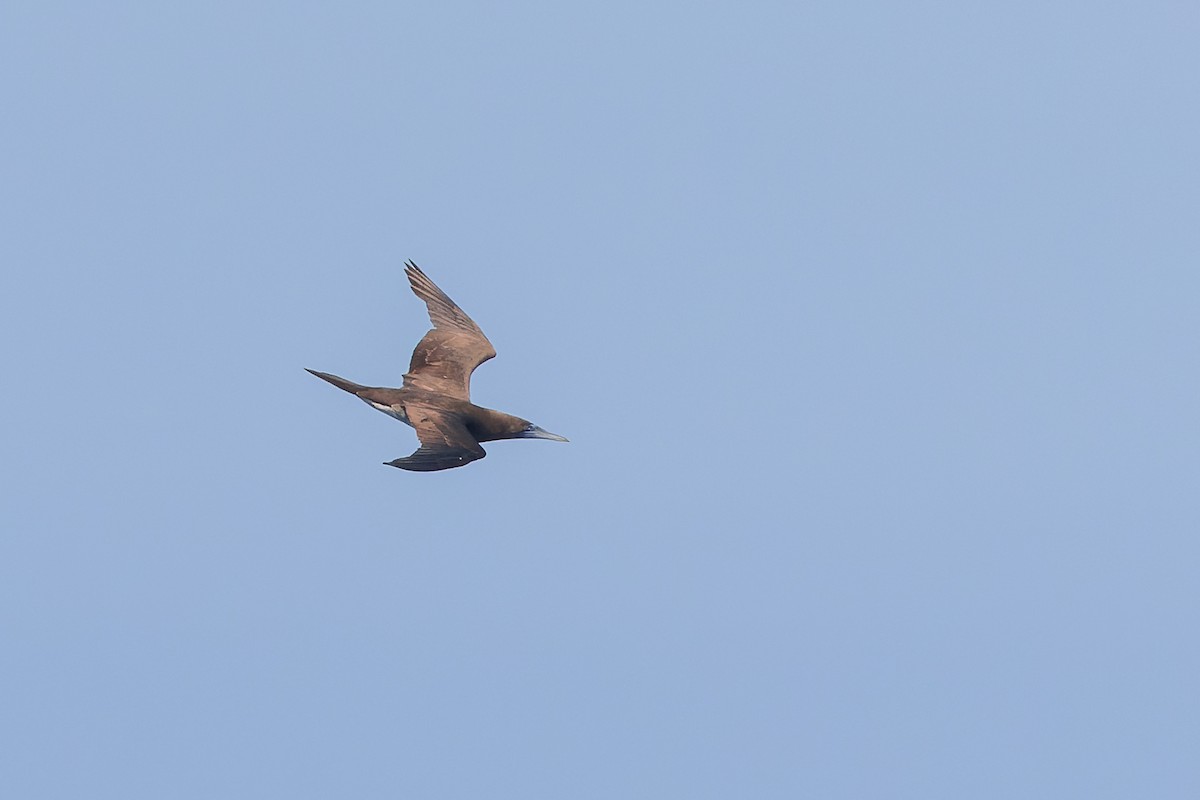 Brown Booby (Brewster's) - ML624107347