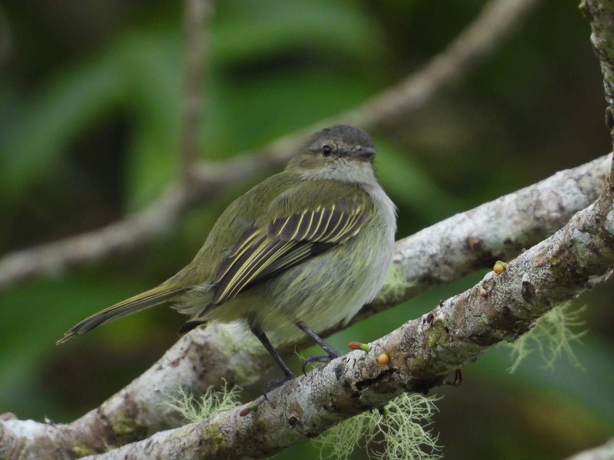 Mistletoe Tyrannulet - ML624107349