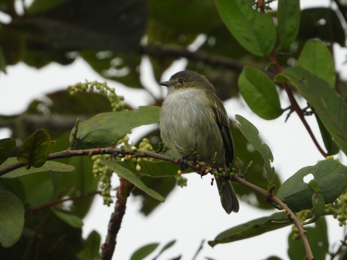 Mistletoe Tyrannulet - ML624107350