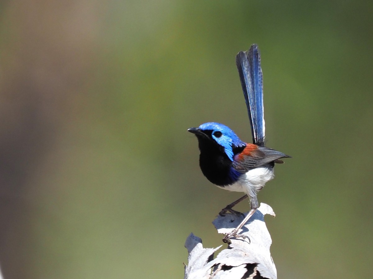 Purple-backed Fairywren (Lavender-flanked) - ML624107357