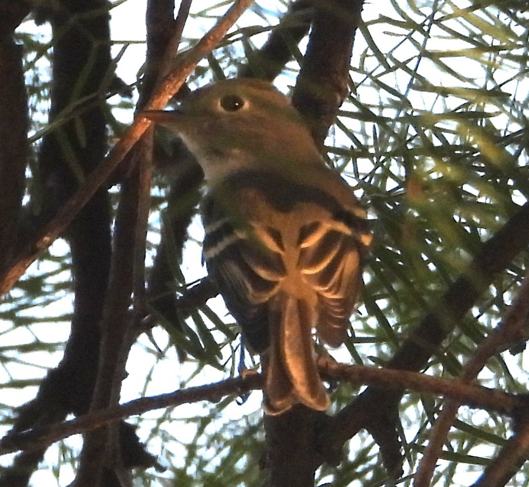 Empidonax sp. - ML624107358